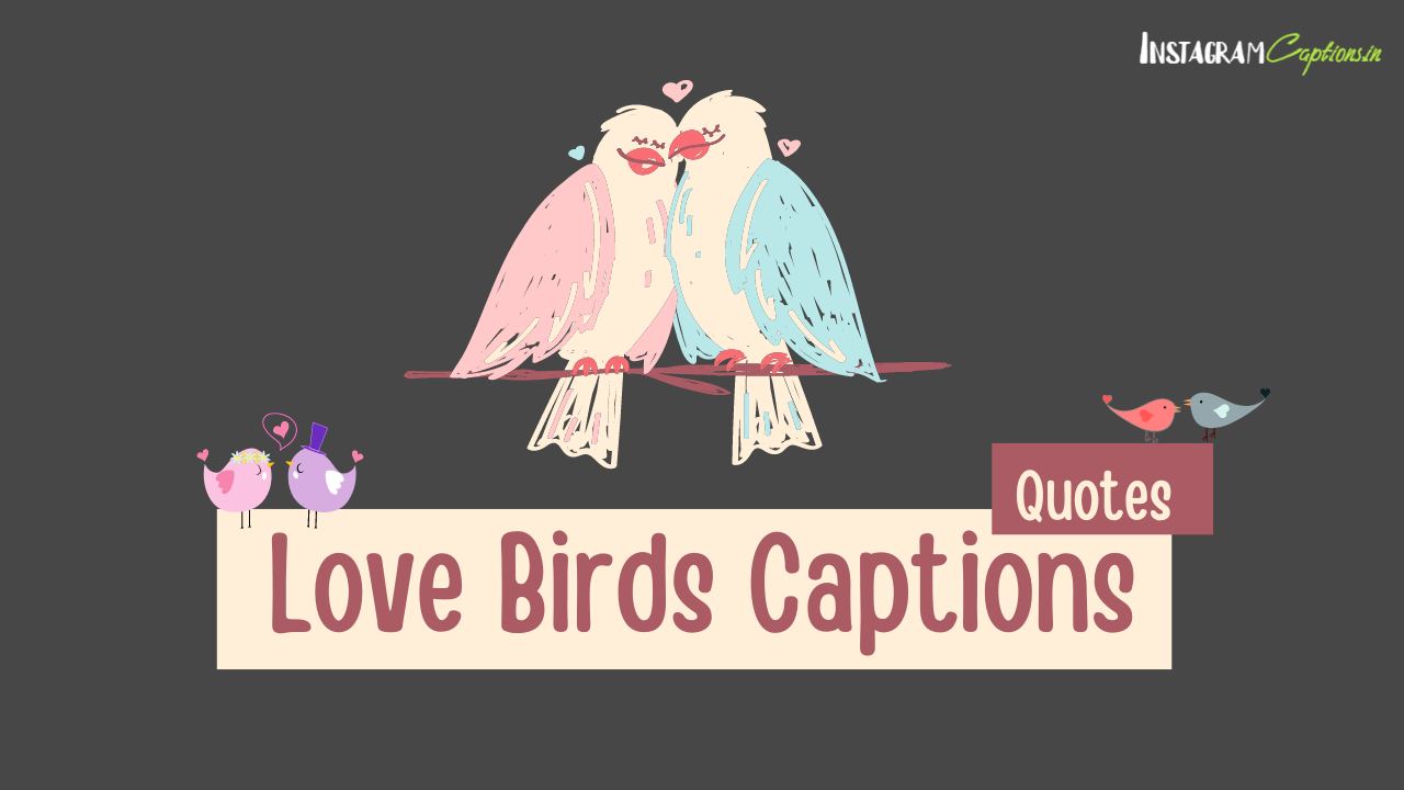 Love Birds Captions