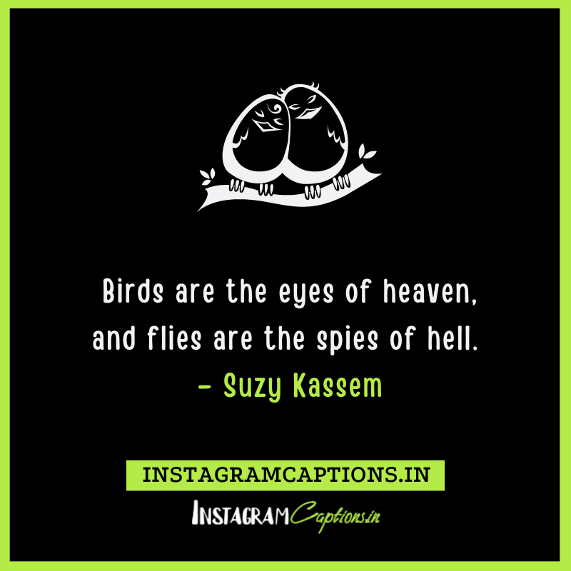 Love Birds Quotes